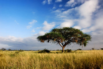 Acacia fiber