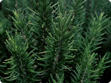 Rosemary extract as a natural antioxidant