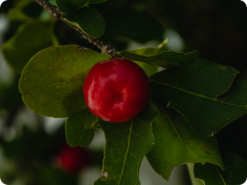 Acerola - more than just vitamin C