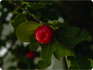 Red fruit on a branch with green leaves, acerola